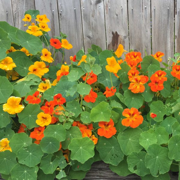 Jewel Mix Nasturtium Seedling - Image 5