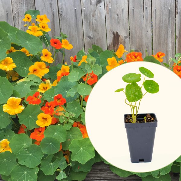 Jewel Mix Nasturtium Seedling