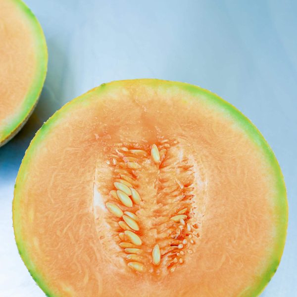 Ambrosia Cantaloupe Seedling - Image 5