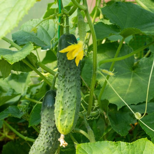 Patio Snacker Cucumber Seedling - Image 5