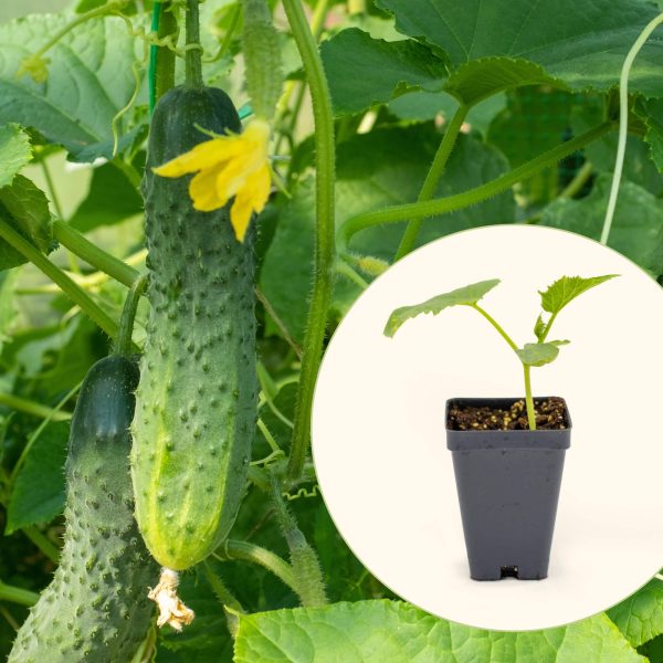Patio Snacker Cucumber Seedling