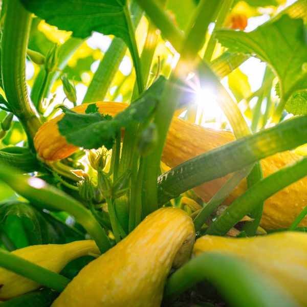 Yellow Crookneck Squash Seedling - Image 5