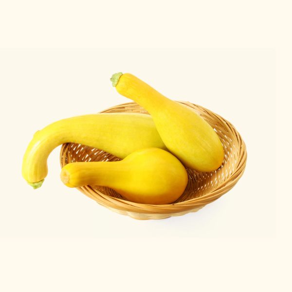Yellow Crookneck Squash Seedling - Image 2