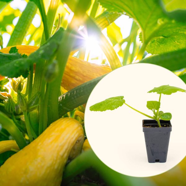 Yellow Crookneck Squash Seedling