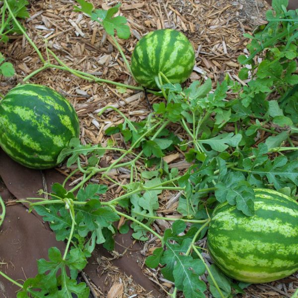 Crimson Sweet Watermelon Seedling - Image 11
