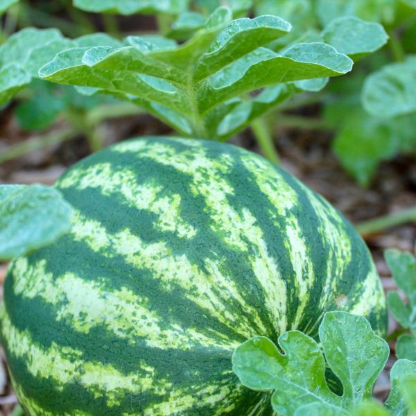 Crimson Sweet Watermelon Seedling - Image 10