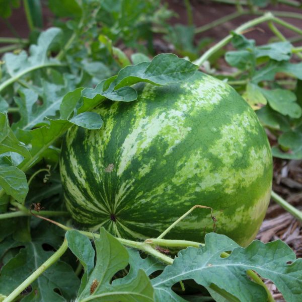 Crimson Sweet Watermelon Seedling - Image 5