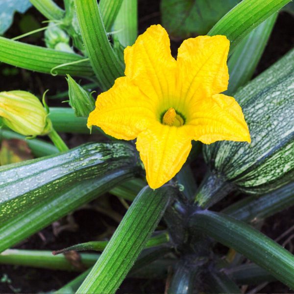 Endurance Zucchini Squash Seedling - Image 6