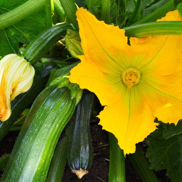 Endurance Zucchini Squash Seedling - Image 7
