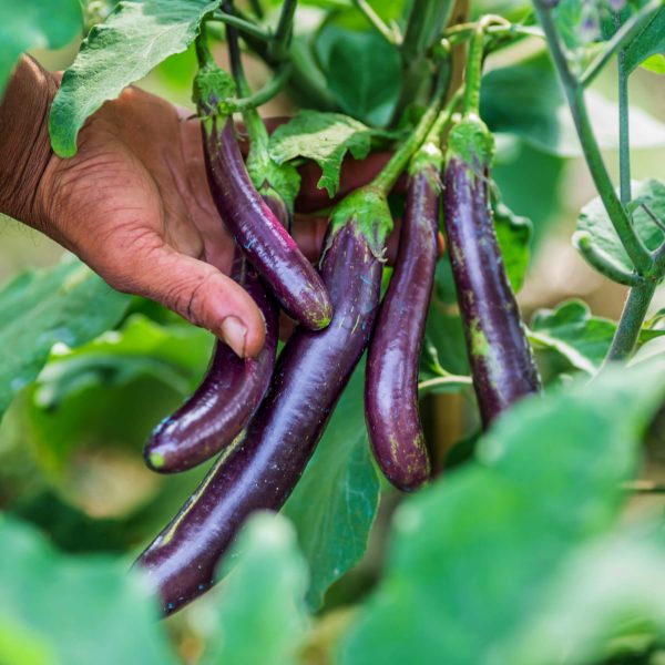 Asian Delite Eggplant Seedling - Image 5