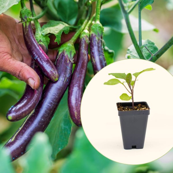 Asian Delite Eggplant Seedling