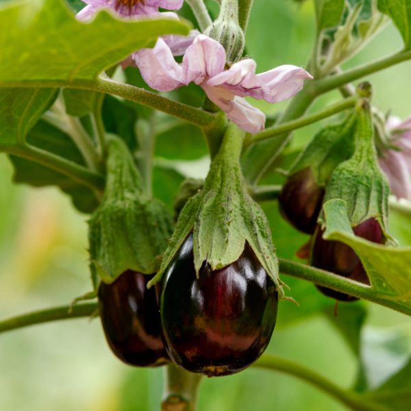Black Beauty Eggplant Seedling - Image 10