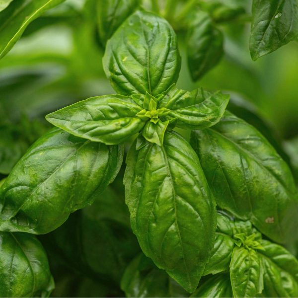 Italian Large Leaf Basil Seedling - Image 5