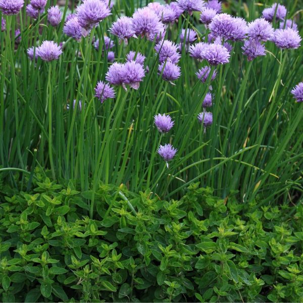 Chive Seedling - Image 5