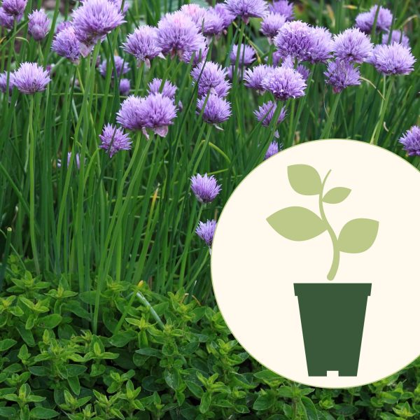 Chive Seedling
