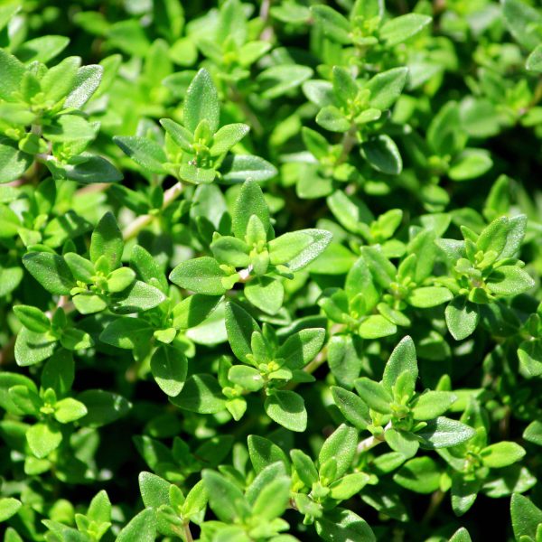 French Thyme Seedling - Image 5