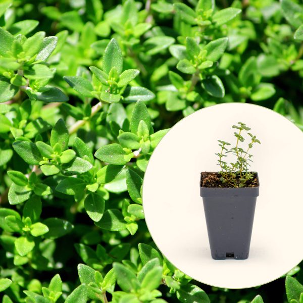 French Thyme Seedling