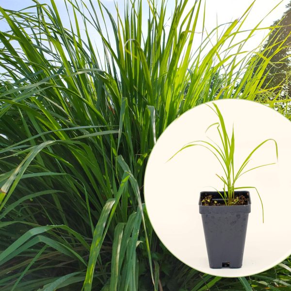 East Indian Lemongrass Seedling