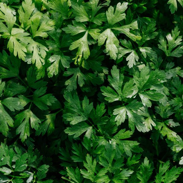 Italian Flat Leaf Parsley Seedling - Image 5