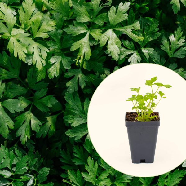Italian Flat Leaf Parsley Seedling