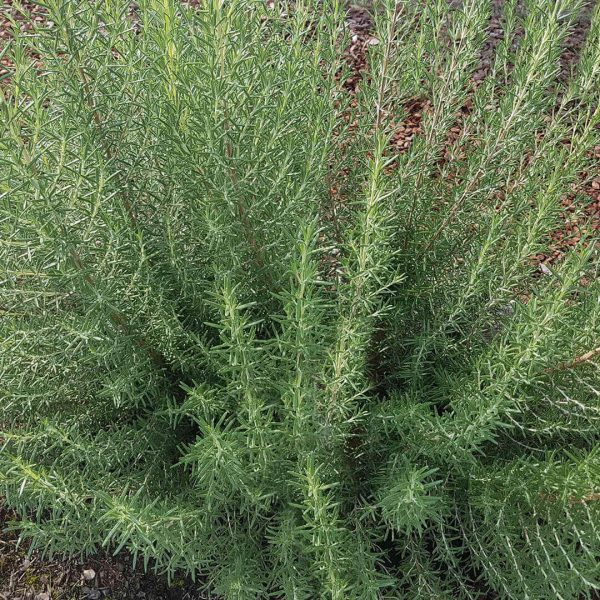 Arp Rosemary Seedling - Image 5