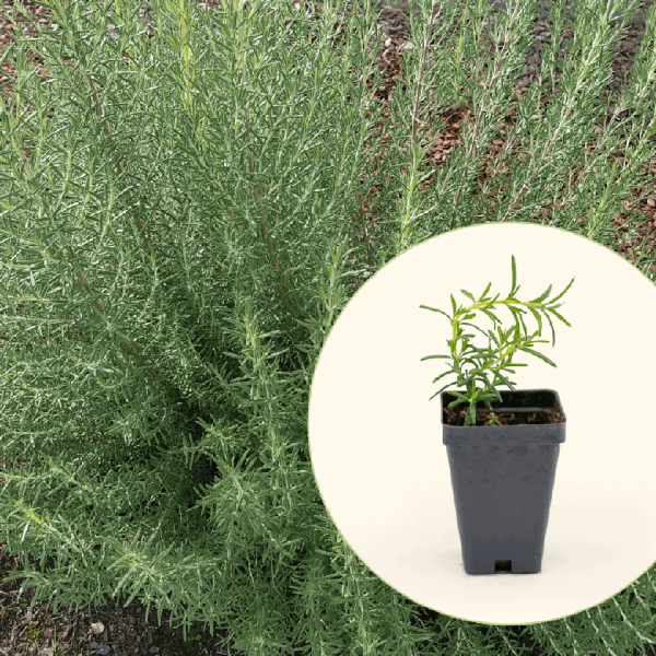 Arp Rosemary Seedling