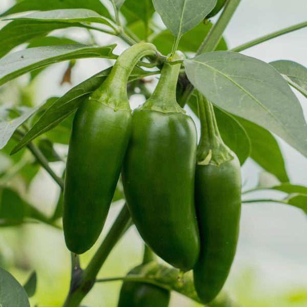 Jalape?o TAM Pepper Seedling - Image 5