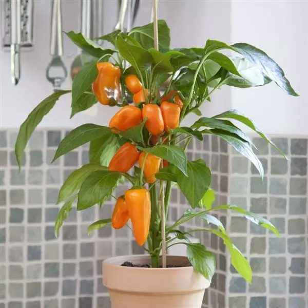 Kitchen Minis? Sweet Fresh Bites Orange Pepper Seedling - Image 5