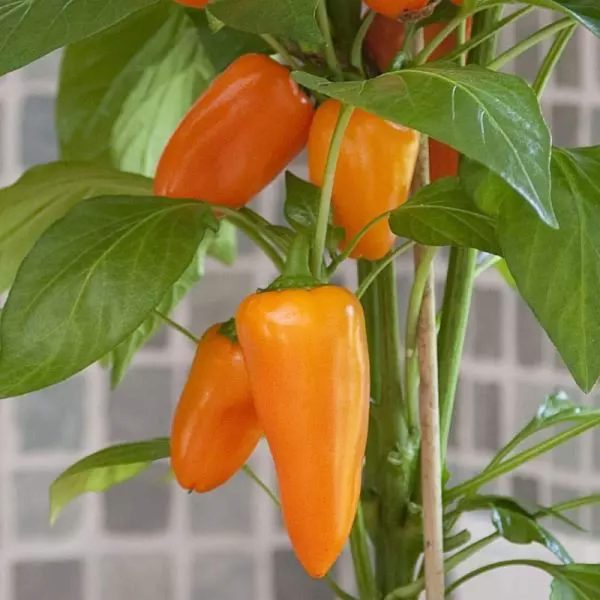 Kitchen Minis? Sweet Fresh Bites Orange Pepper Seedling - Image 6