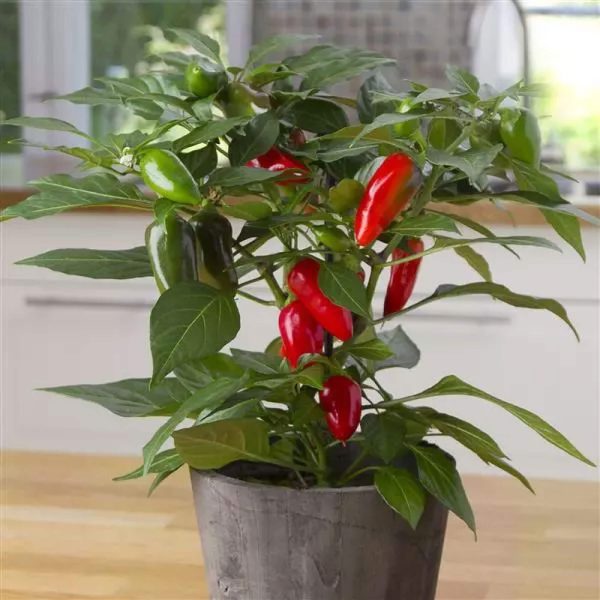 Kitchen Minis? Hot Tamale Pepper Seedling - Image 5