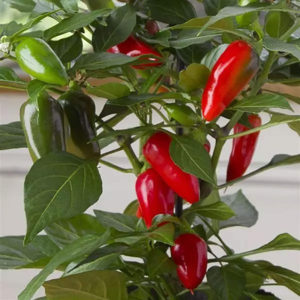 Kitchen Minis? Hot Tamale Pepper Seedling - Image 6