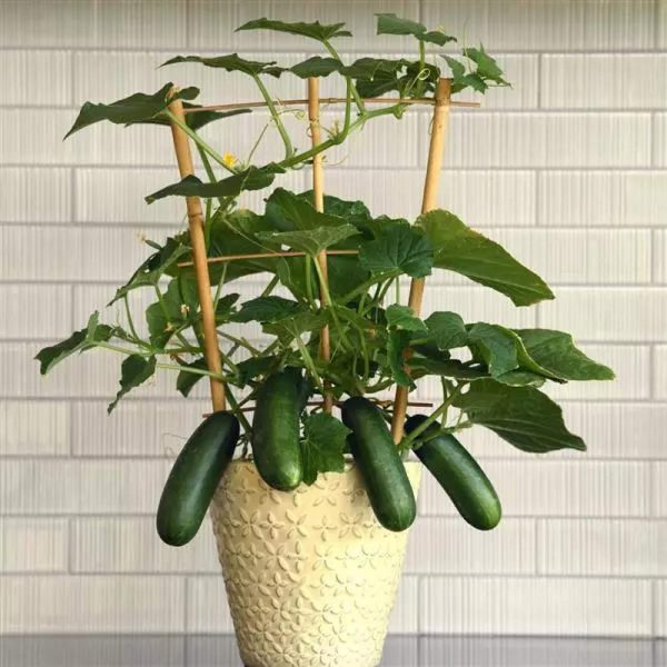 Kitchen Minis? Quick Snack Cucumber Seedling - Image 5