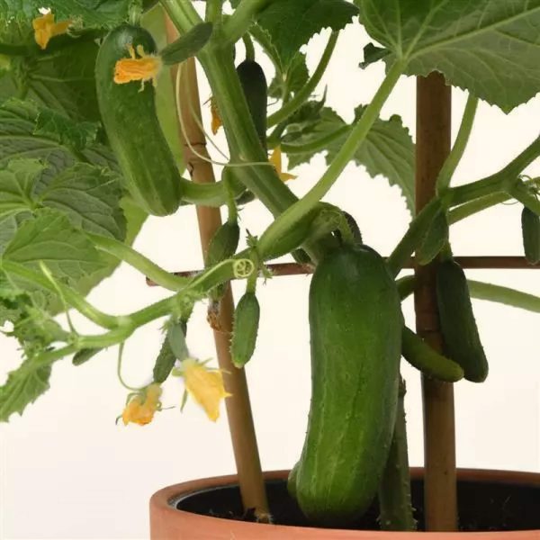 Kitchen Minis? Quick Snack Cucumber Seedling - Image 6