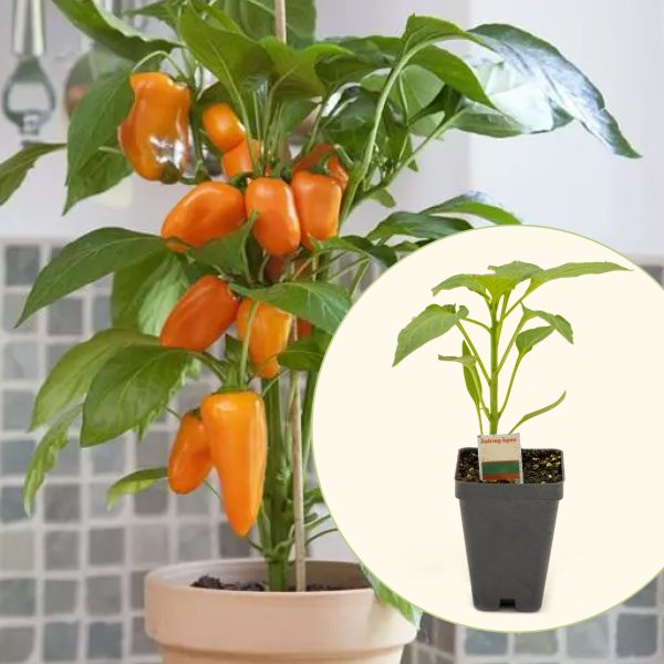 Kitchen Minis? Sweet Fresh Bites Orange Pepper Seedling