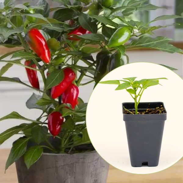 Kitchen Minis? Hot Tamale Pepper Seedling