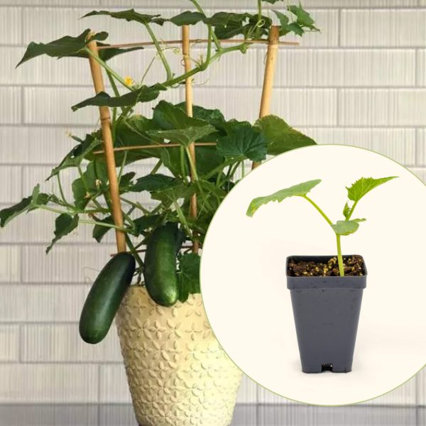 Kitchen Minis? Quick Snack Cucumber Seedling
