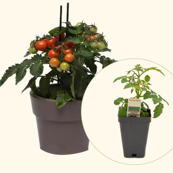 Kitchen Minis? Red Velvet Tomato Seedling