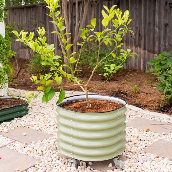 Self-watering Rolling Citrus Tree Planter - Image 10