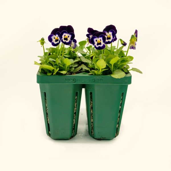 Jumbo Seedling Trays - Image 2