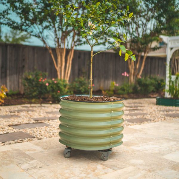 Self-watering Rolling Citrus Tree Planter - Image 11