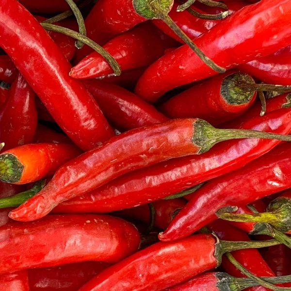 Super Chili Pepper Seedling - Image 5