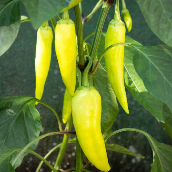 Sweet Banana Pepper Seedling - Image 5