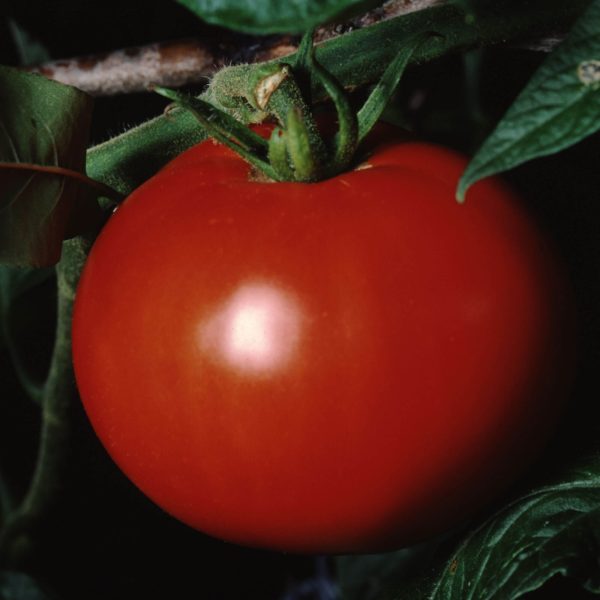 Better Boy Tomato Seedling - Image 5