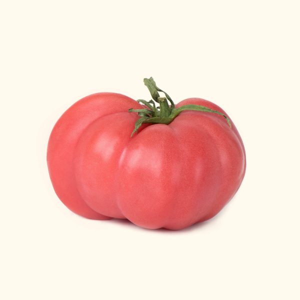 Brandywine Pink Tomato Seedling - Image 6