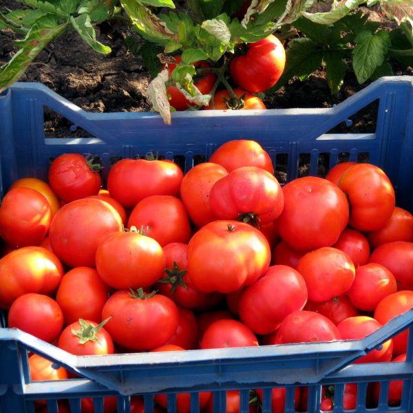 Brandywine Pink Tomato Seedling - Image 5