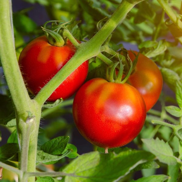 Celebrity Plus Tomato Seedling - Image 5