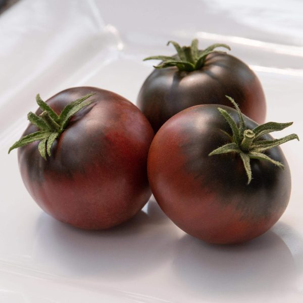 Cherokee Purple Tomato Seedling - Image 5