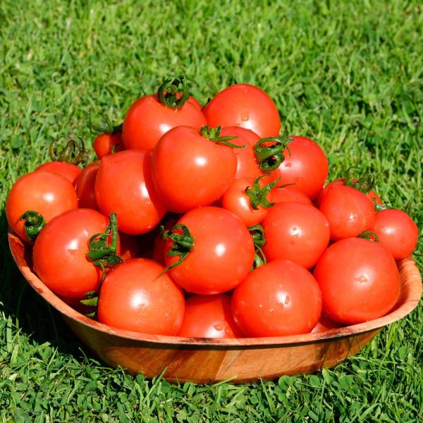 Mountain Magic Tomato Seedling - Image 5