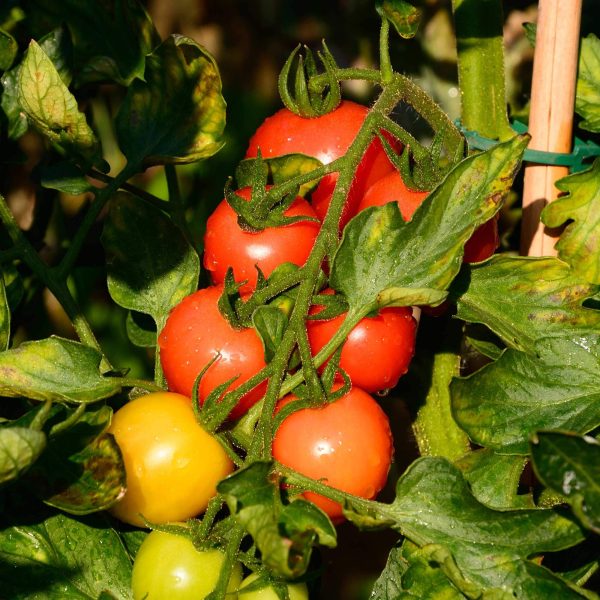 Mountain Magic Tomato Seedling - Image 6