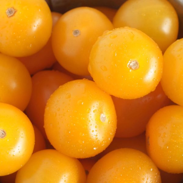 Sungold Tomato Seedling - Image 5